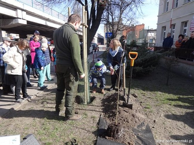 Uroczyste sadzenie lipy