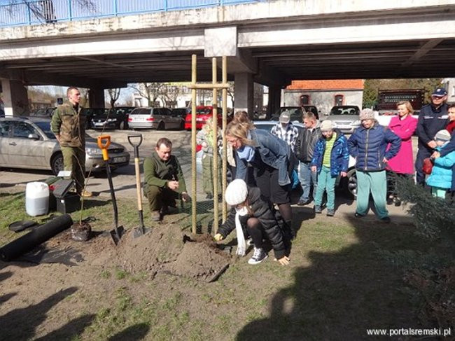 Uroczyste sadzenie lipy