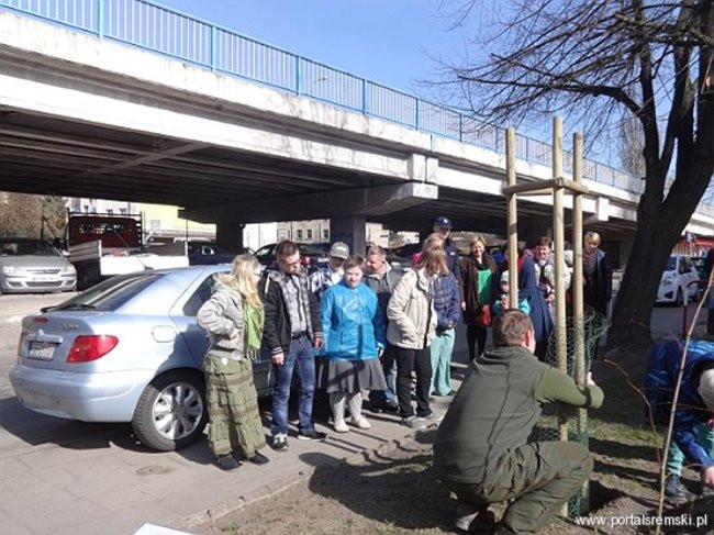 Uroczyste sadzenie lipy