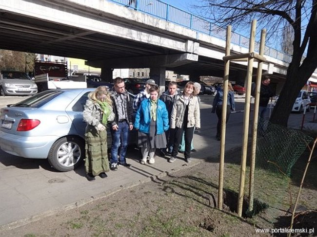 Uroczyste sadzenie lipy