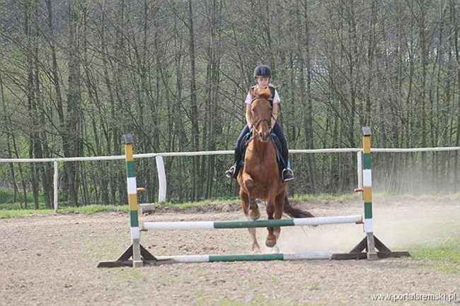 Konno w Andrzejówce