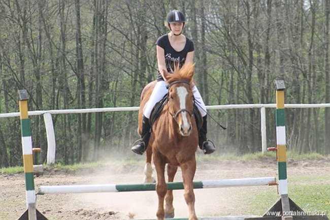 Konno w Andrzejówce