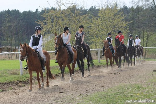 Konno w Andrzejówce