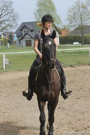 Konno w Andrzejówce