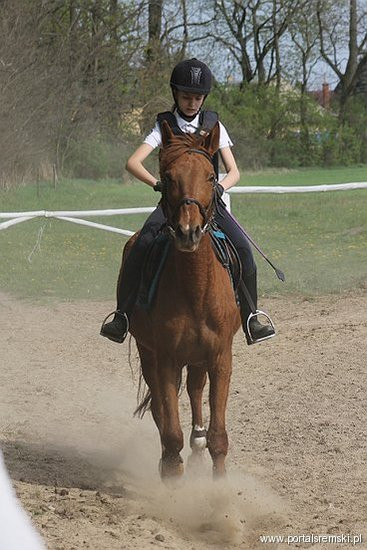 Konno w Andrzejówce