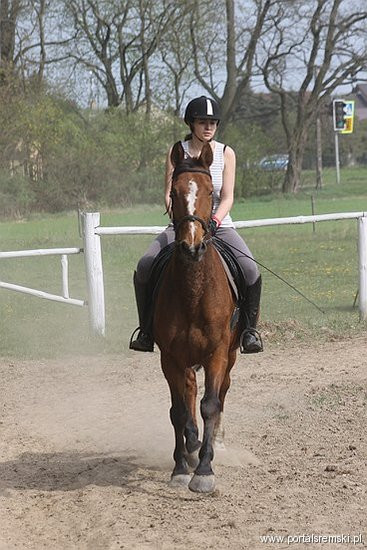 Konno w Andrzejówce