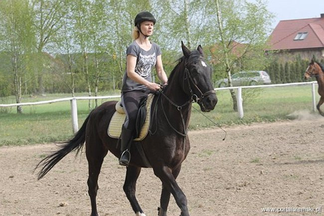 Konno w Andrzejówce