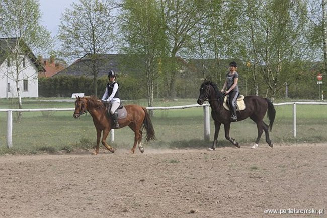 Konno w Andrzejówce