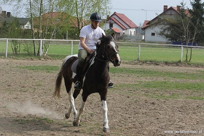 Konno w Andrzejówce