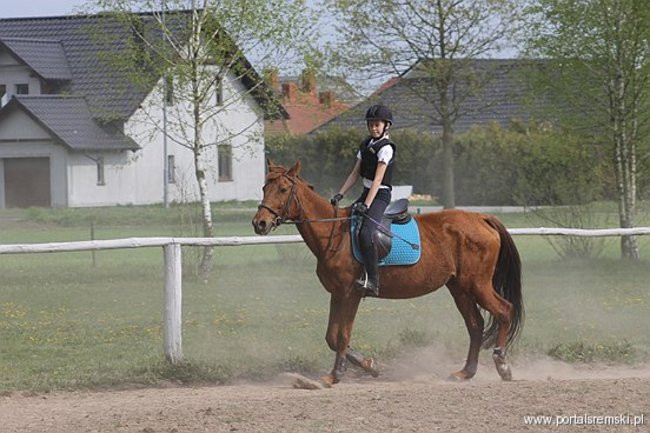 Konno w Andrzejówce