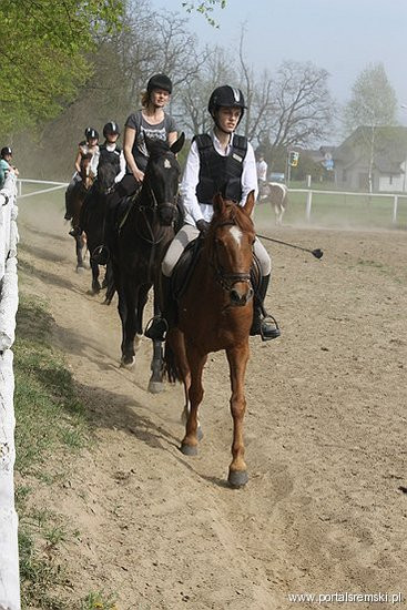 Konno w Andrzejówce