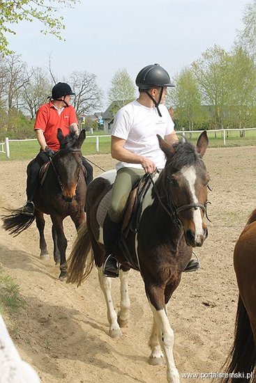 Konno w Andrzejówce