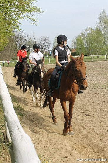 Konno w Andrzejówce