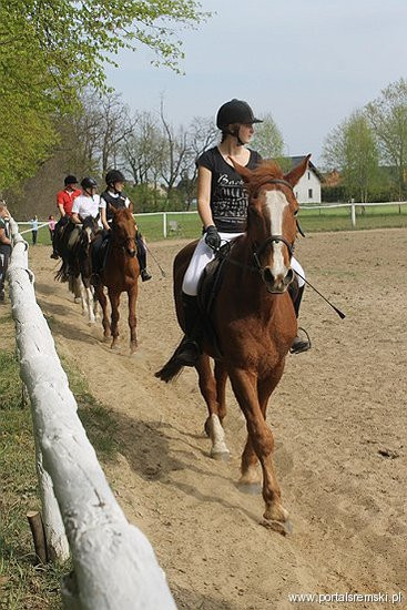 Konno w Andrzejówce