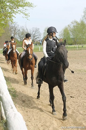 Konno w Andrzejówce