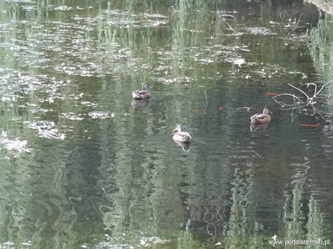 Interwencja pana Henryka