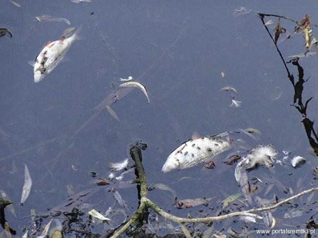 Interwencja pana Henryka