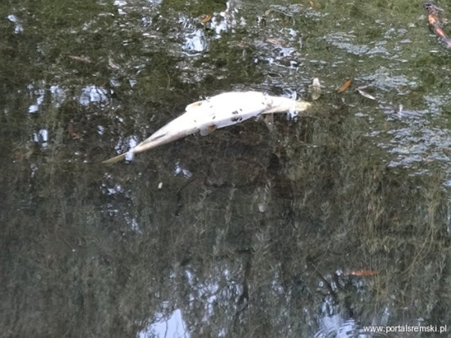 Interwencja pana Henryka