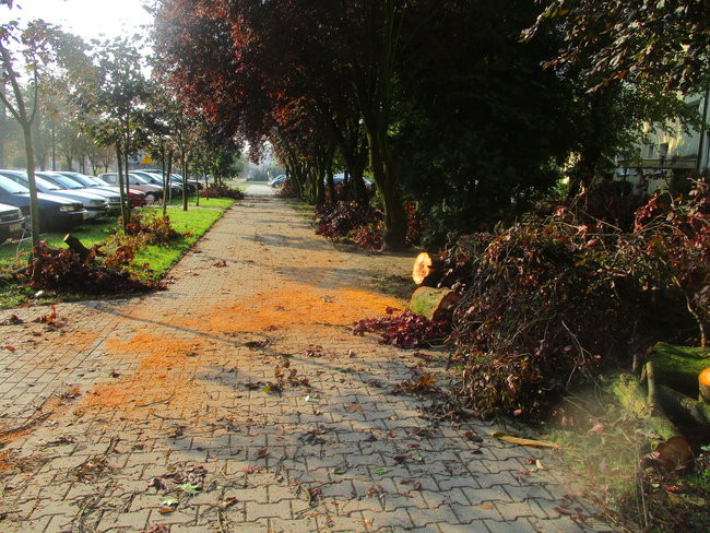 Jeszcze raz o nawałnicy