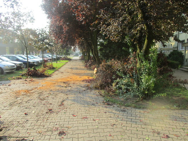 Jeszcze raz o nawałnicy