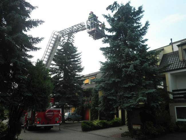 Zagrożenie na milionówkach