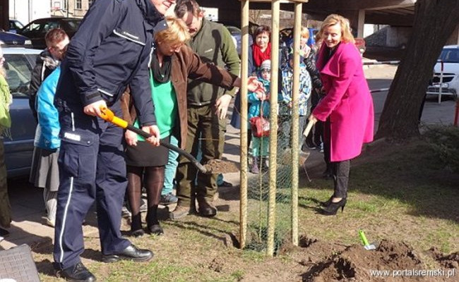 Uroczyste sadzenie lipy