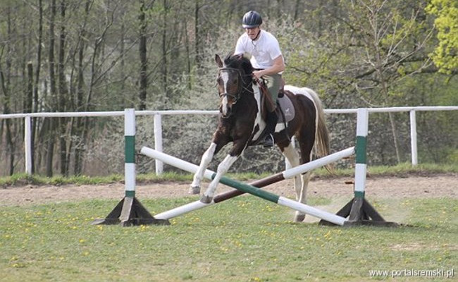 Konno w Andrzejówce