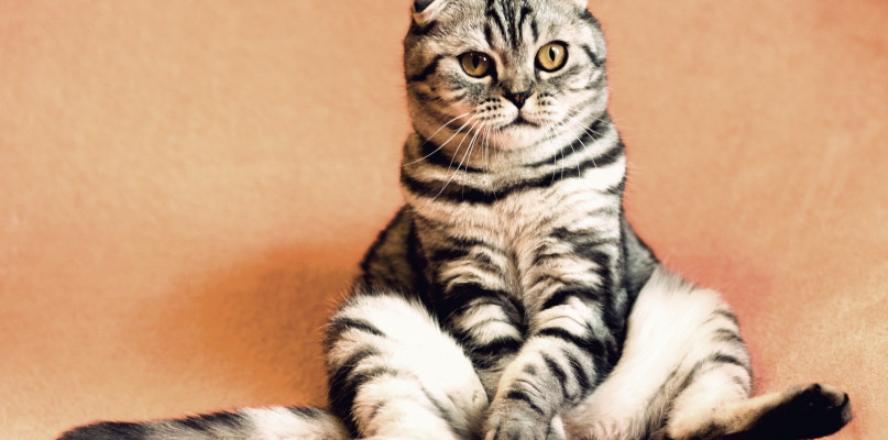 Psy i koty są już na Portalu Śremskim! Zapraszamy!