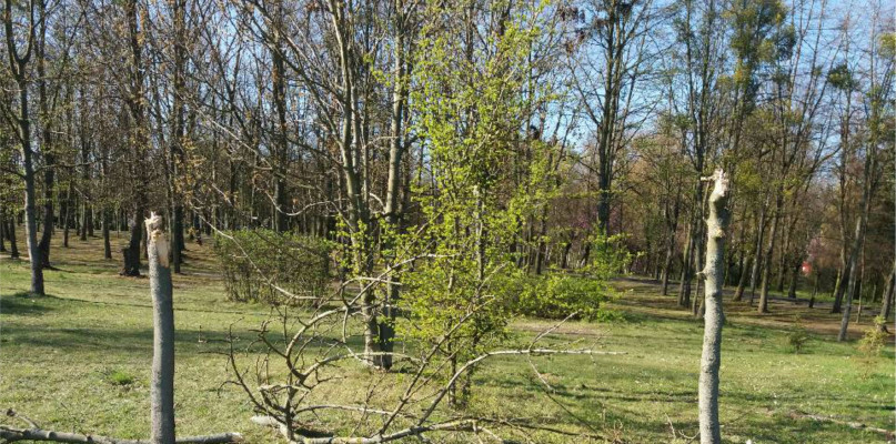Śrem. Po prostu wstyd i ręce opadają!