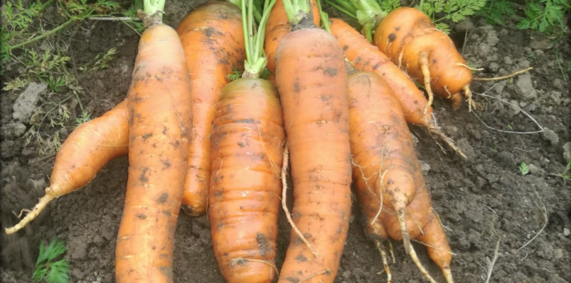 Naturalny nawóz sprawdzony przez śremski ROD receptą na obfite plony