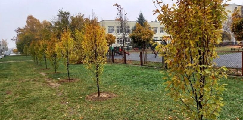 Obietnicę zrealizowano! Zamiast drogi jest pas zieleni z drzewami