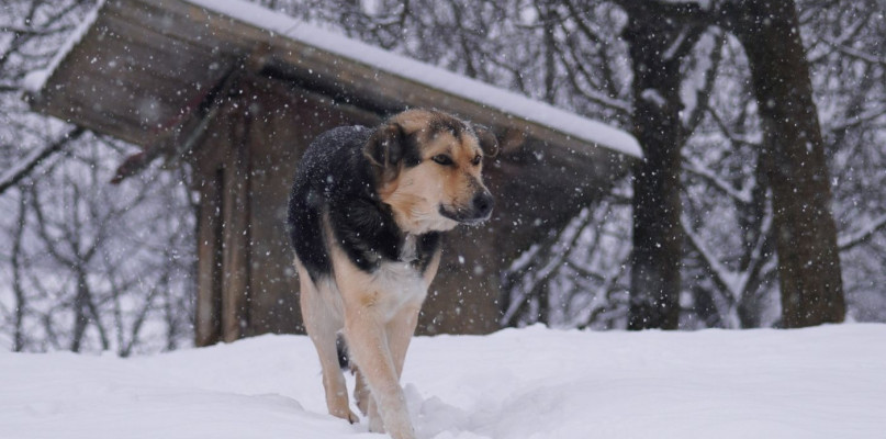 Pies zimą na dworze. Czy wiesz jak zadbać o swojego pupila?