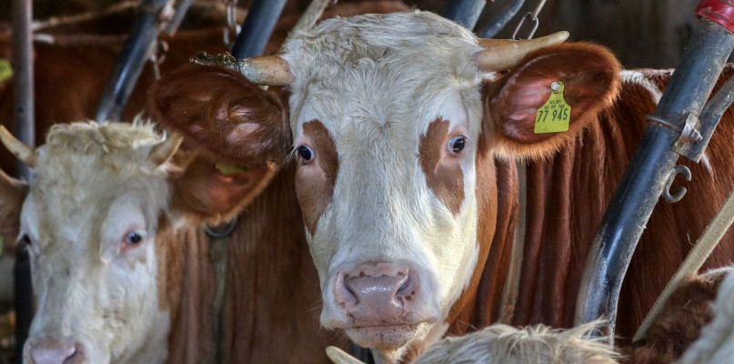 Jaki wóz paszowy na 20 krów wybrać?