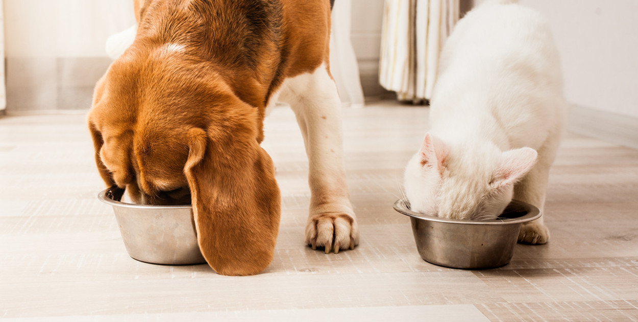 Ile mokrej karmy podawać psu?