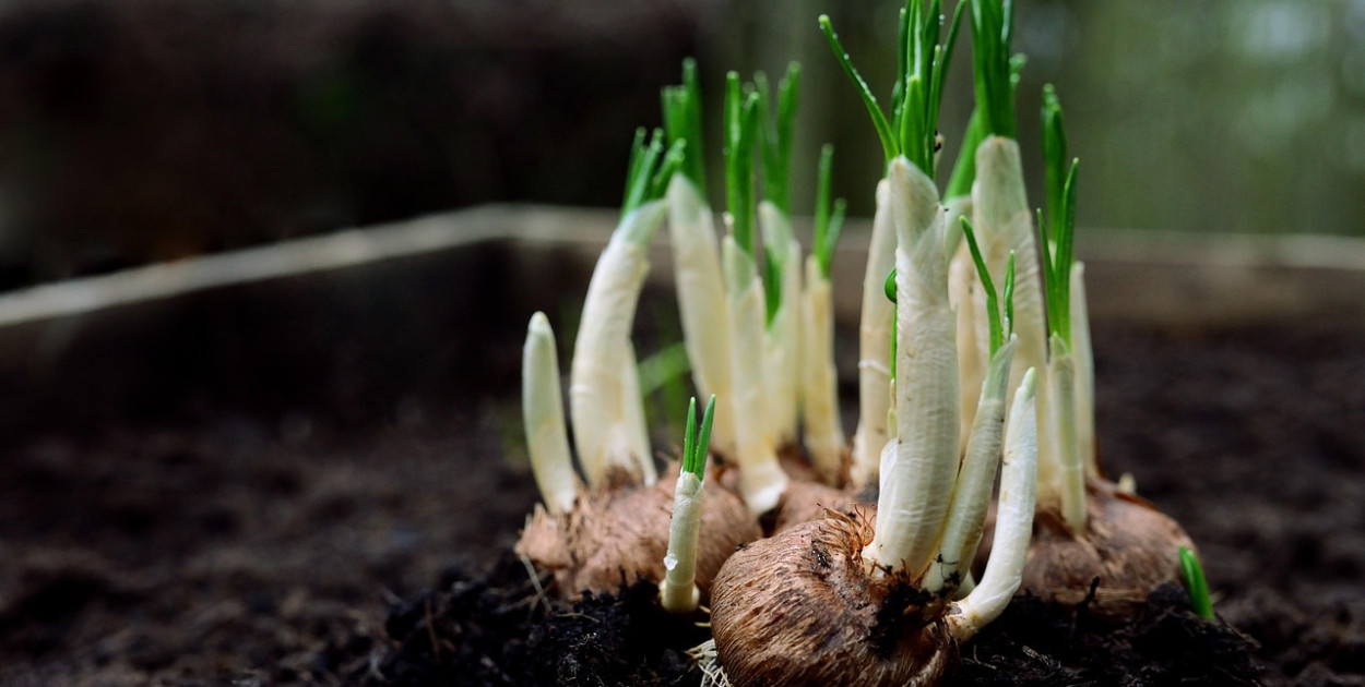Tulipany