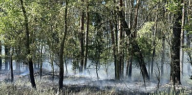 Pożar lasu w Gogolewie. Ogień zajął drzewa i ściółkę-67951
