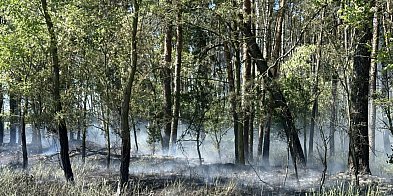 Pożar lasu w Gogolewie-67951