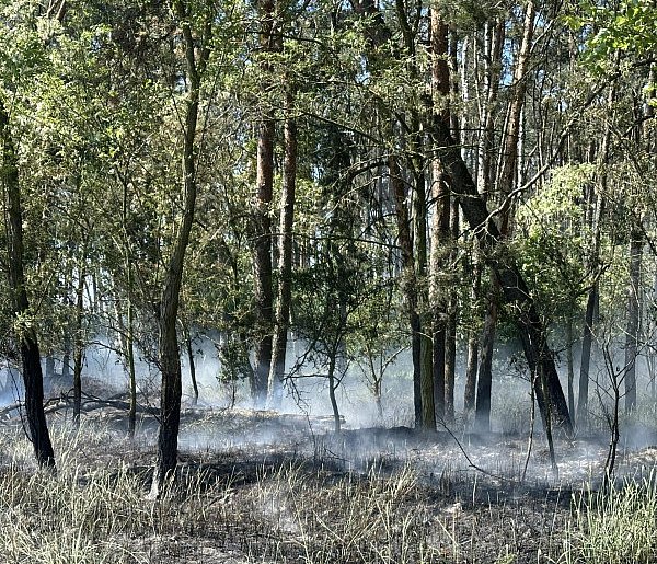 Pożar lasu w Gogolewie. Ogień zajął drzewa i ściółkę-67951