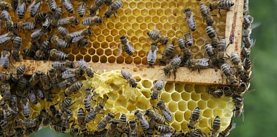 Światowy Dzień Pszczół – dlaczego warto chronić zapylacze?-68271