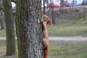 Jaką pogodę zapowiadają na weekend w Śremie? -78635