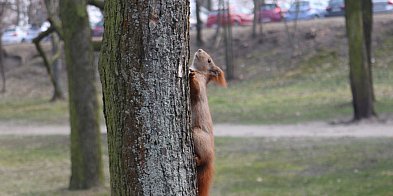 Prognoza pogody na weekend w Śremie-78635