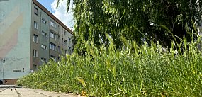 Śremska spółdzielnia zmienia politykę trawnikową