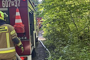 Pożar poszycia leśnego w Lucinach. Akcja strażaków z powiatu śremskiego-81512
