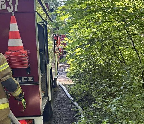 Pożar poszycia leśnego w Lucinach. Akcja strażaków z powiatu śremskiego-81512