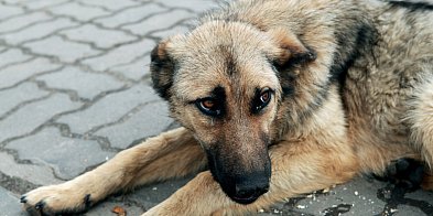 Brodnica wspiera sterylizację i kastrację zwierząt-81882