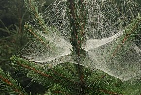 Kupujesz żywą choinkę na święta? Ten szczegół łatwo przeoczyć-85356