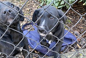 "Wyrzucone jak świąteczne śmieci" - Dramat szczeniaków z materiałowej torby-85497