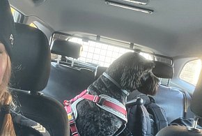 Strach w oczach i merdający ogon na koniec. Śremscy policjanci uratowali Tosię-85741