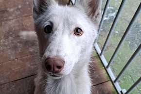 Porzucona w Wigilię. Dramat suczki Elzy pod Poniecem-85915