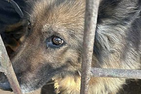 Piekło w 5 dni! -14 psich nieszczęść i dramatyczny apel Schroniska w Gaju!